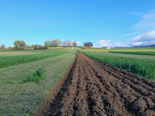 Die Zwischenfrucht wird eingepflügt