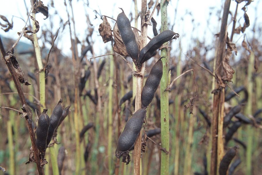 Abgereifte Ackerbohnen