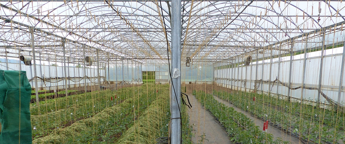Tomaten im Gewächshaus; links mit Mulchschicht rechts nur Vlies