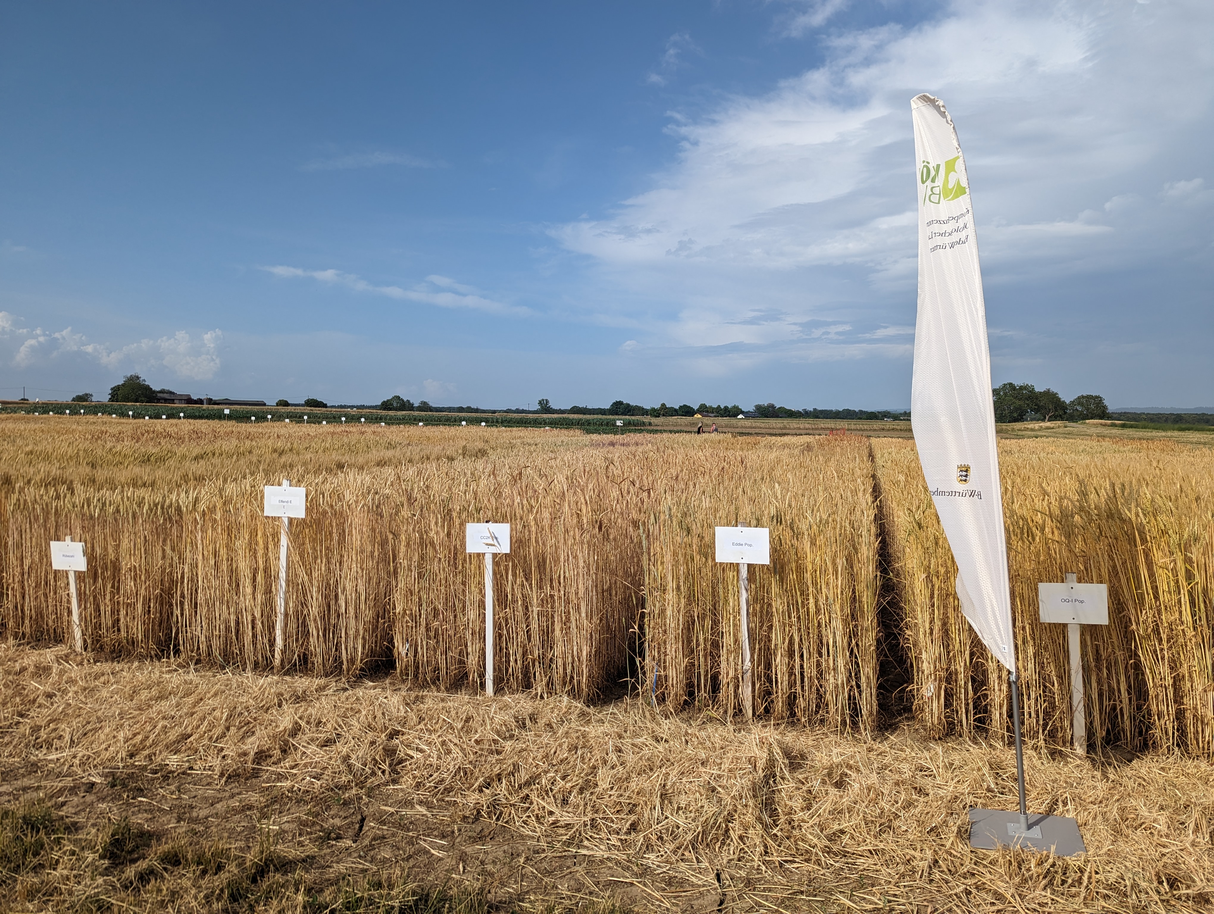 Parzellen mit verschiedenen Weizensorten 