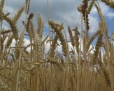 Blick in den reifen Weizenbestand