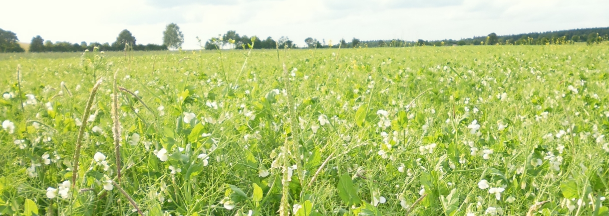 Erbsenfeld in der Bl&uuml;te
