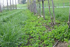 Erbsendichtsaat im Baumstreifen