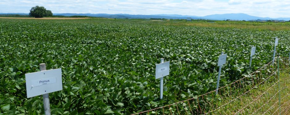 Landessortenversuch Soja auf dem Versuchsfeld in Forchheim am Kaiserstuhl