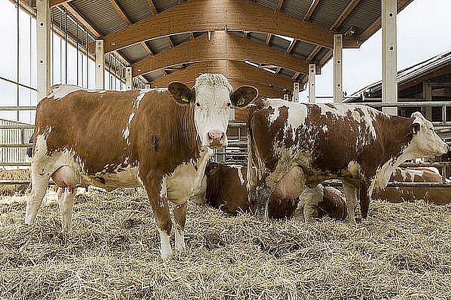 Fleckviehkühe im Tiefstreustall
