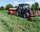 Blüte einer Sojapflanze