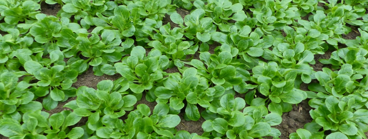schön gleichmäßiger Feldsalatbestand