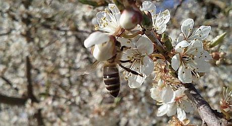 Biene auf Blüte