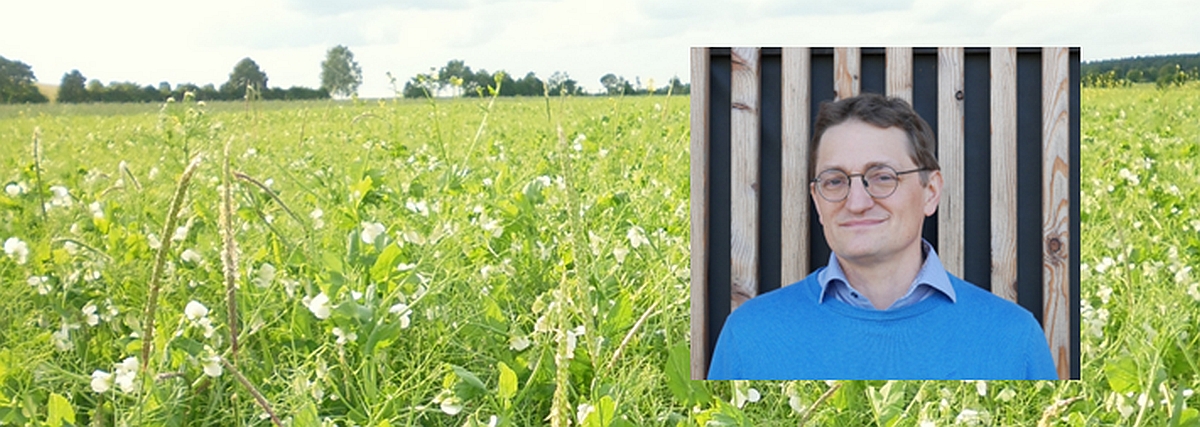 Erbsenfeld in der Bl&uuml;te