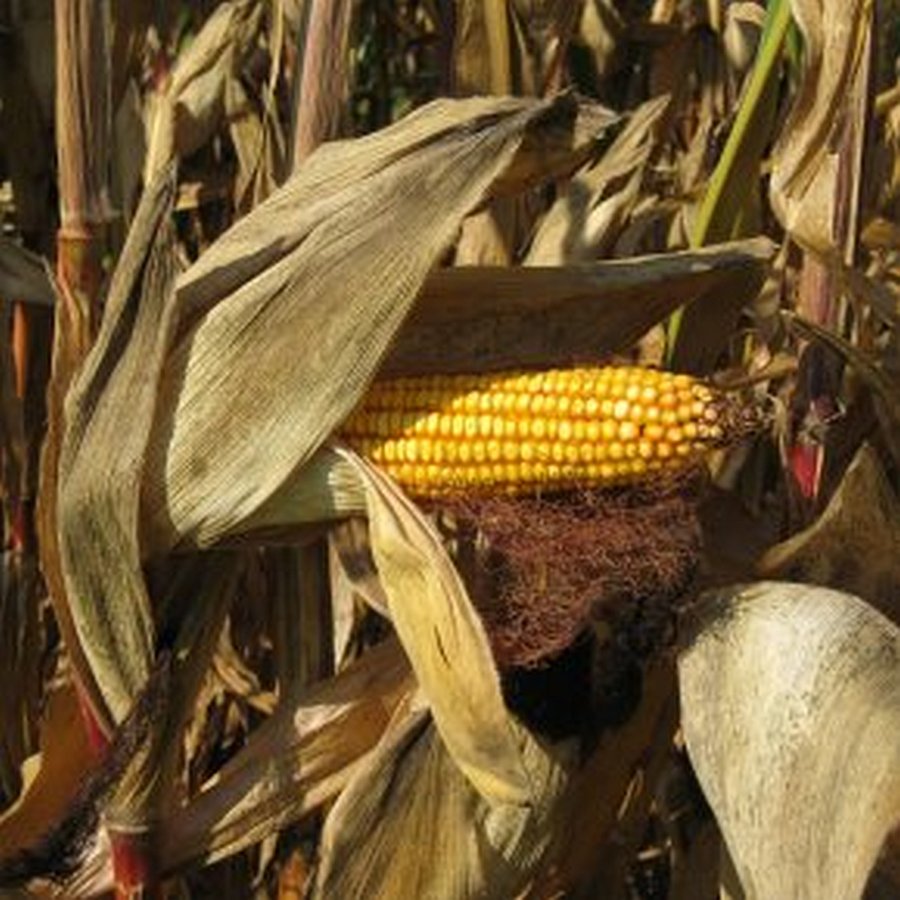 abgereifter leuchtend gelber Maiskolben