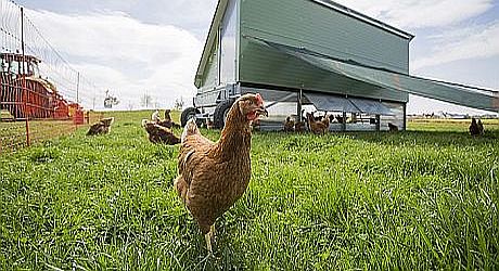 Braunes Biohuhn auf grüner Wiese vor Mobilstall