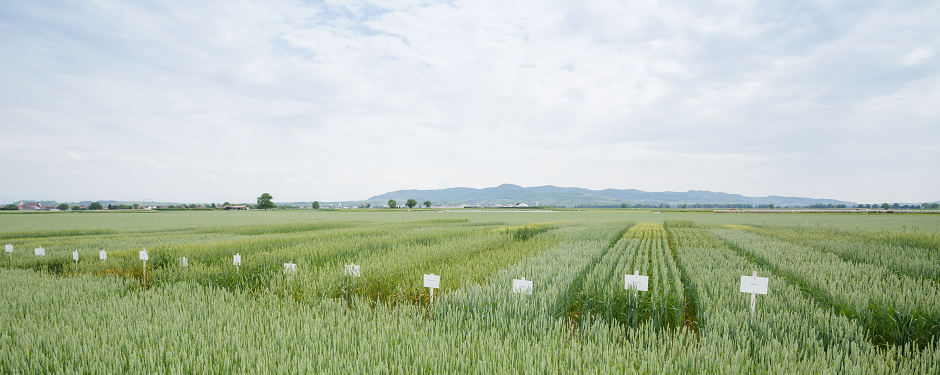 Öko-Landessortenversuche Winterweizen auf dem ökologischen Versuchsfeld in Forchheim am Kaiserstuhl