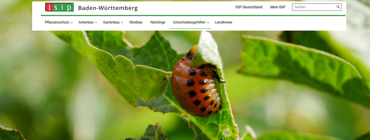 Bild von Kartoffelkäferlarve am Blatt mit ISP-Startseitenbanner