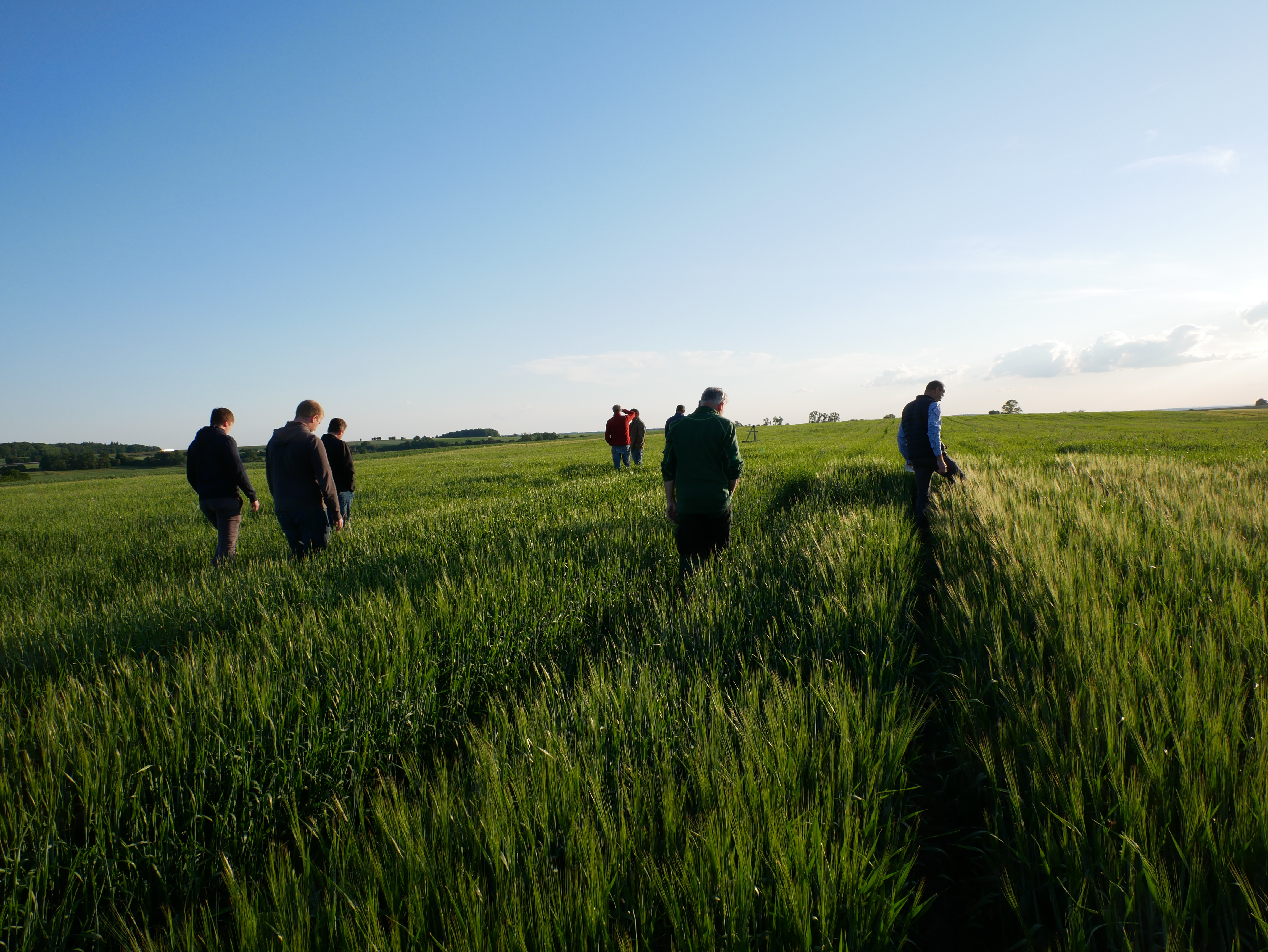 Personengruppe begutachtet Getreidebestand