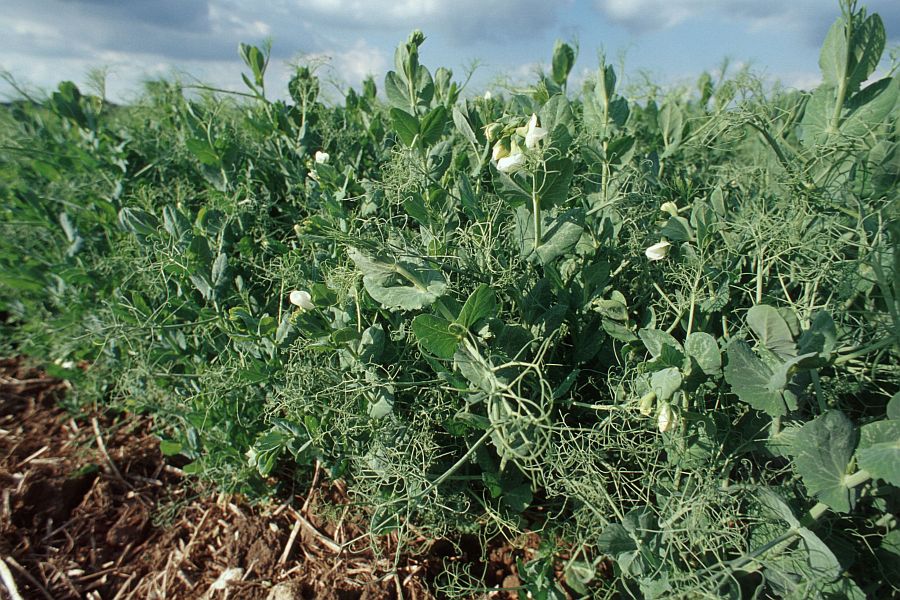 Reihe an blühenden Erbsebpflanzen