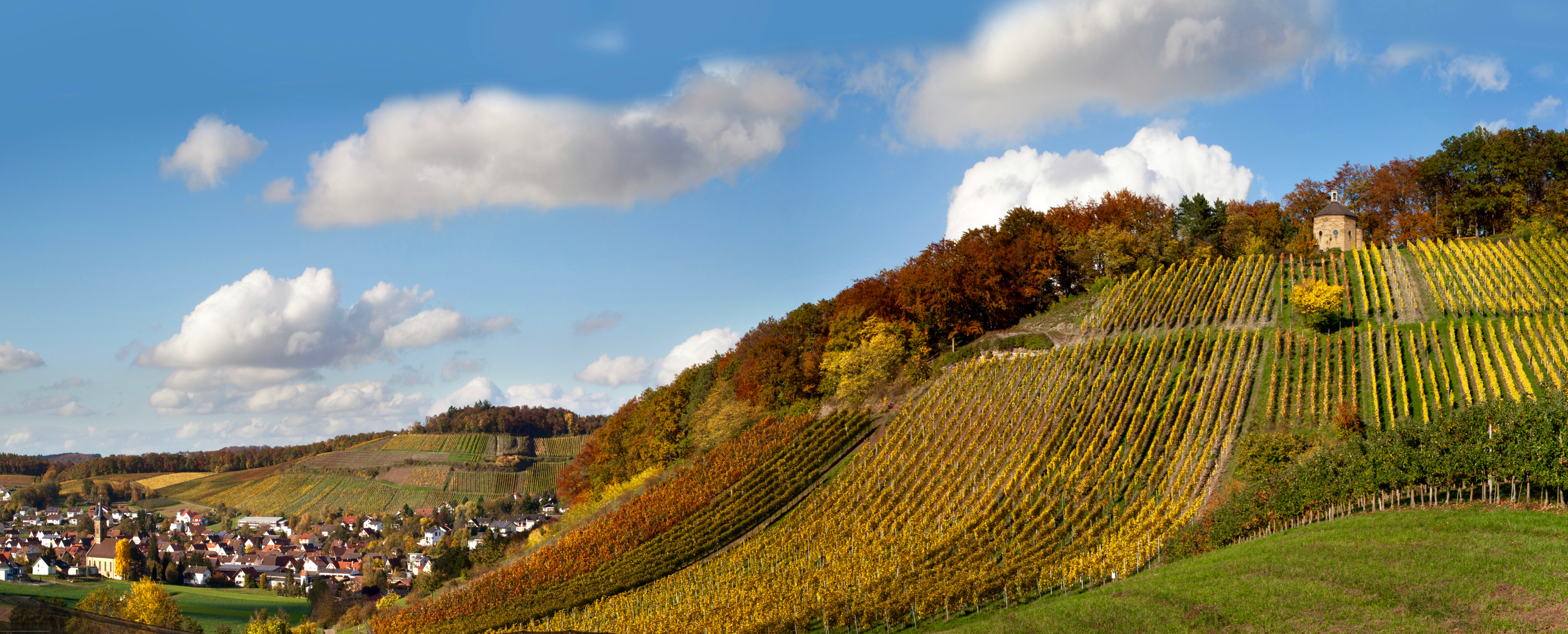 Weinberg in der Herbstsonne