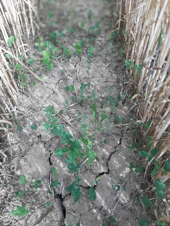 Frühjahrsaussaat Entwicklung Anfang Juni Bei der Frühjahrsaussaat blieb die Untersaat recht klein.