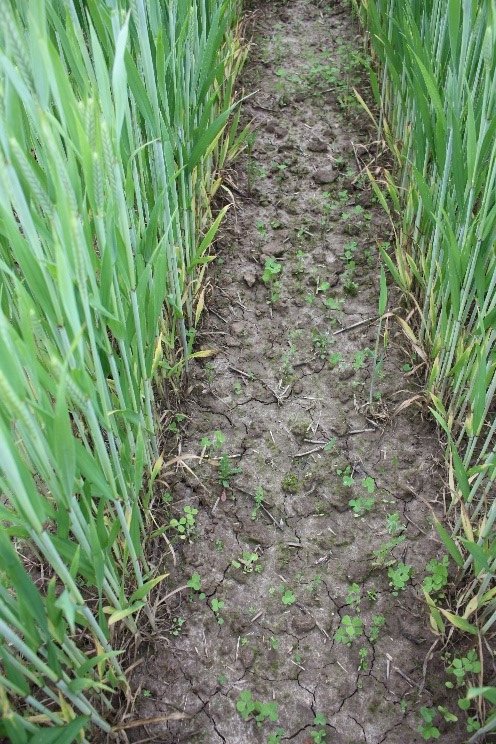 Frühjahrsaussaat Entwicklung Ende Mai Bei der Frühjahrsaussaat blieb die Untersaat recht klein.