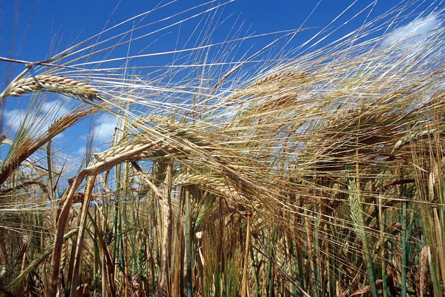 Grüner Wintergerstenbestand