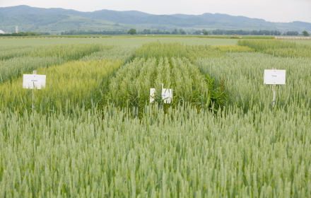 Versuchsfeldanlage für Ökologischen Landbau