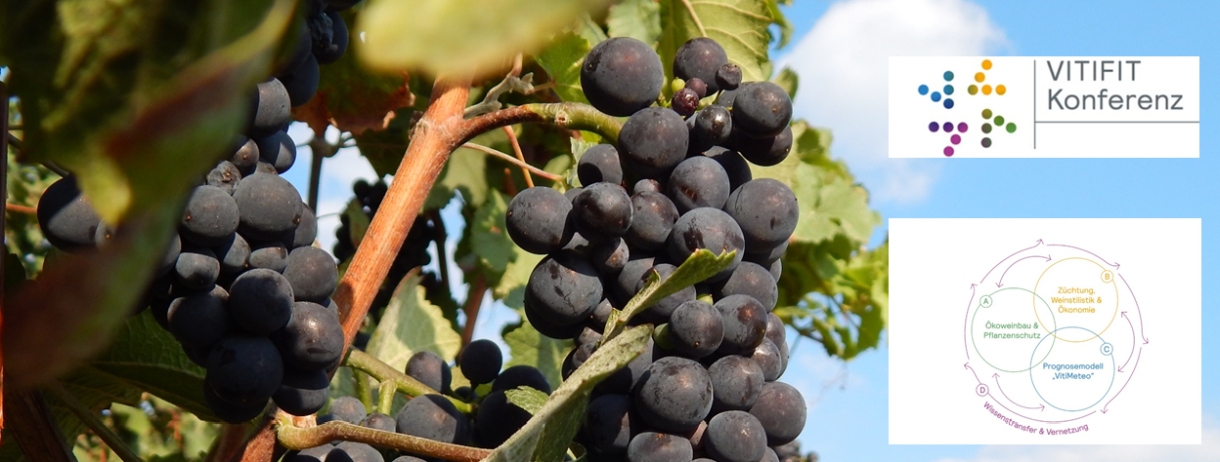 Trauben vor blauem Himmel mit Logo der VITIFIT-Konferenz und -Projekt
