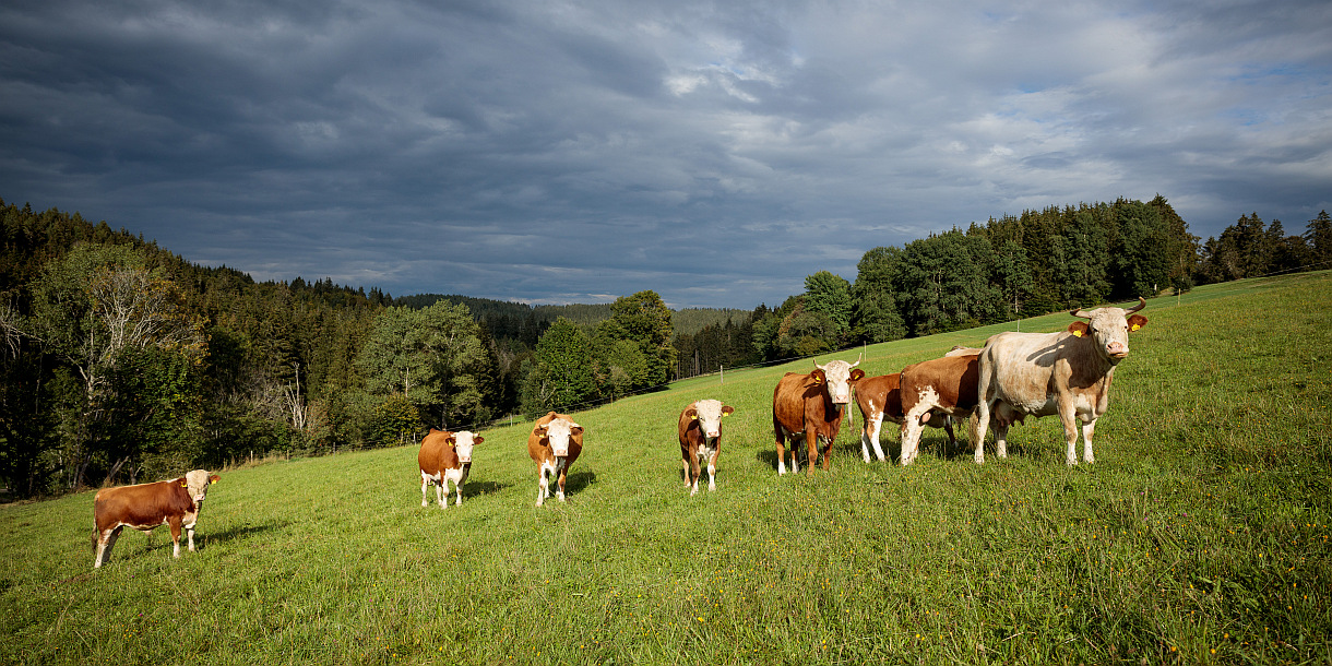 Hinterwälder Rinder auf der Weide 