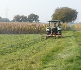 Schwader im Kleegras