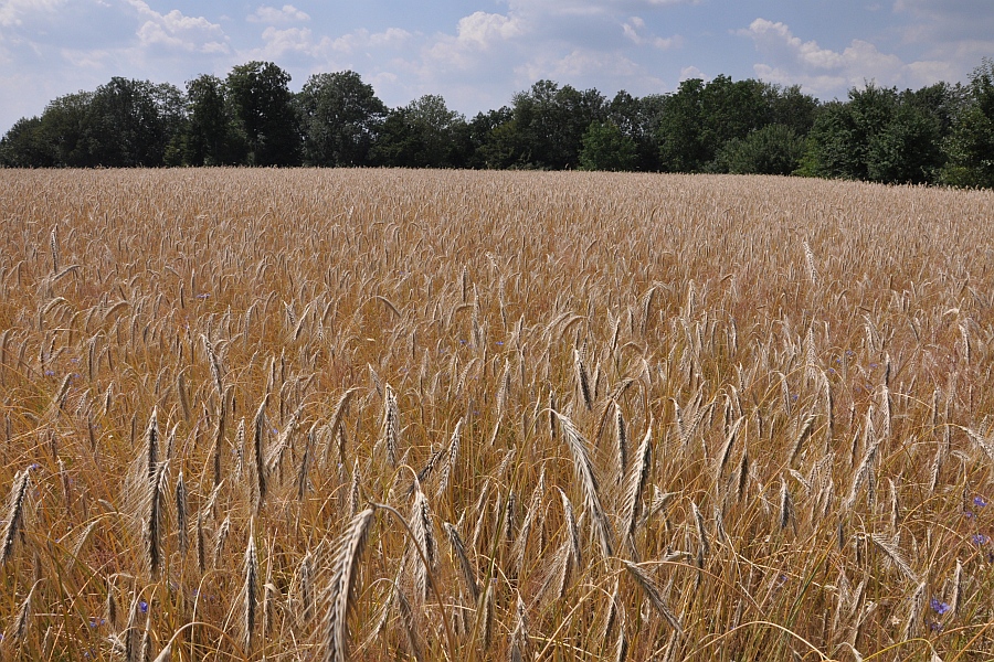 Druschreifes Triticalefeld mi Waldrand und Himmel