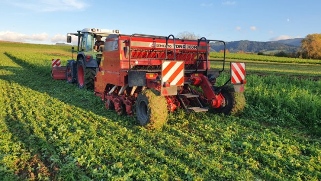 Direktsaat in die gewalzte Zwischenfrucht