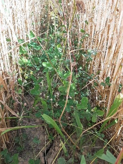 Herbstaussaat Entwicklung Anfang Juni Die Untersaat in den Doppelreihen entwickelte sich bei der Herbstaussaat gut .