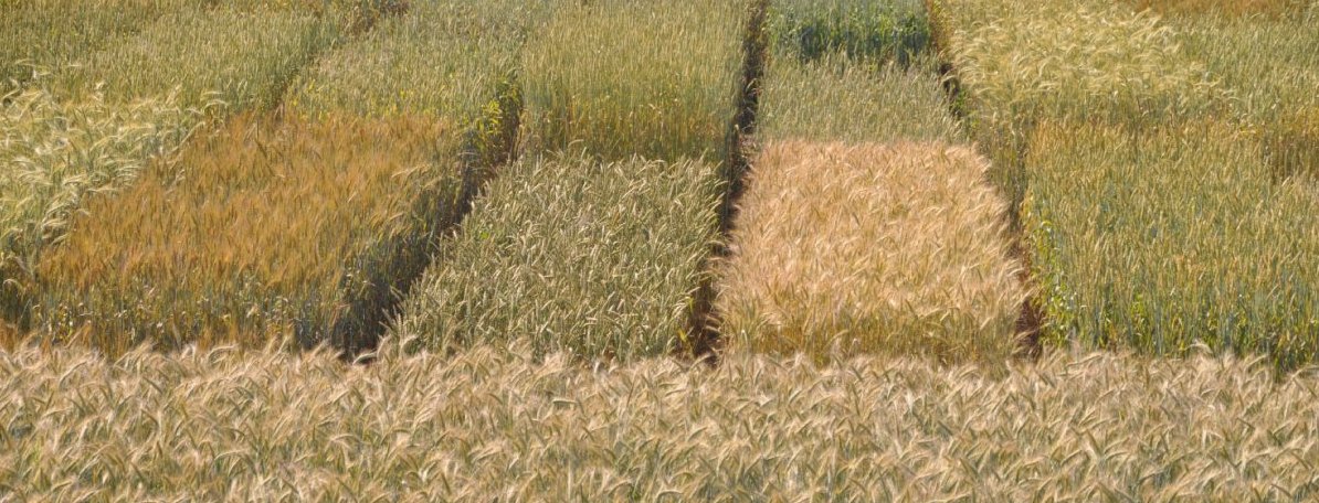 Kleine Getreide Versuchsparzellen kurz vor der Ernte