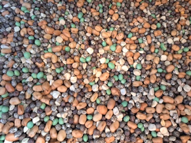 Saatgut Sommerzwischenfruchtmischung