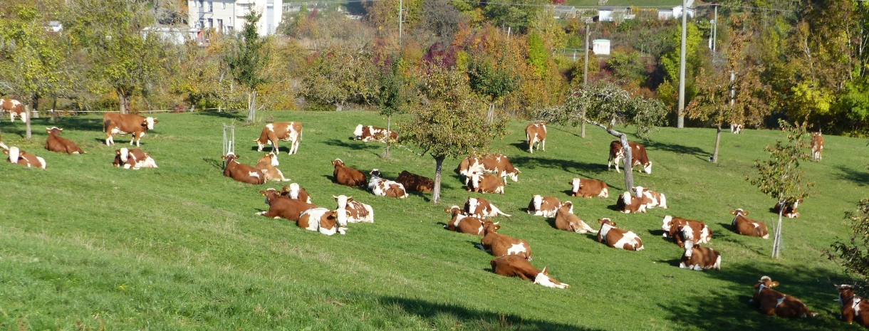 Rinder auf der Weide