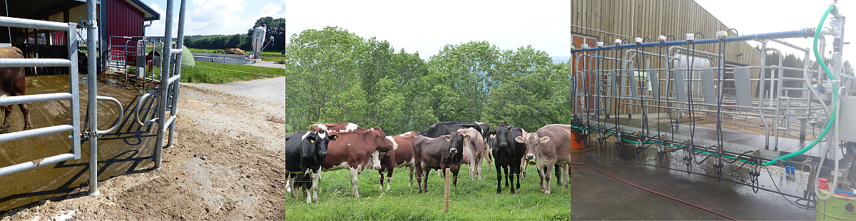 zusammengesetztes Bild mit Durchgang zum Laufhof; Kühen auf der Weideund Weidemelkstand