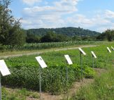 Blüte einer Sojapflanze