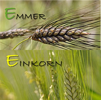 Ähren von Emmer und Einkorn
