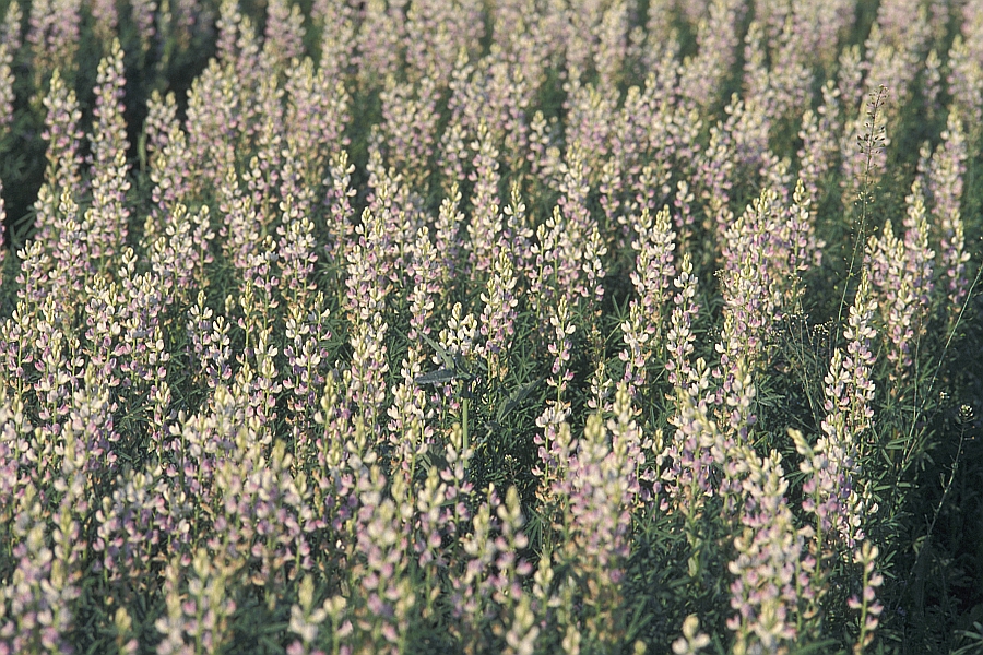 blühende weiße Lupinen