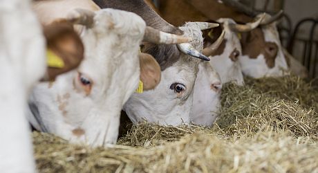 Biokühe beim Fressen