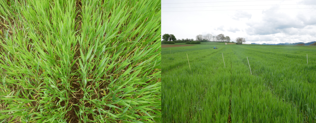 Varinate auf 10 cm gepflügt Nah-und Fernaufnahme