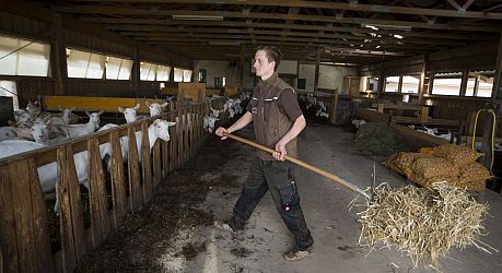 Landwirt streut seine Ziegen mit Stroh ein