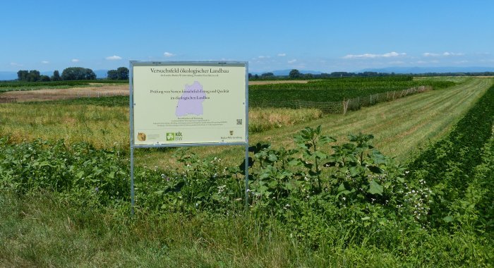 Blick auf das Versuchsfeld in Forchheim. Im Vordergrund steht das Schild und im Hintergrund sind die verschiedenen Kulturen zu erkennen