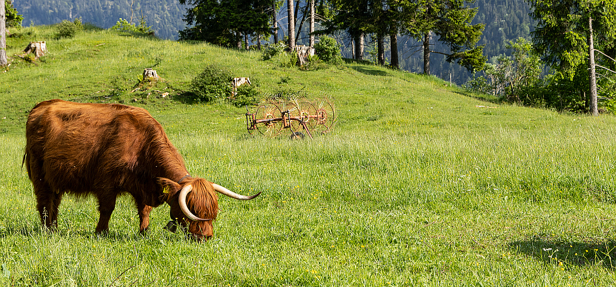 Highlandrind auf der Bergwiese