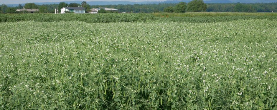 Landessortenversuch Futtererbse auf dem Versuchsfeld in Forchheim am Kaiserstuhl