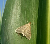 Maiszünsler-Männchen