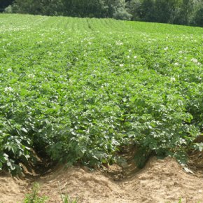 Reihen mit blühenden Kartoffelpflanzen