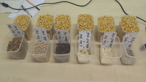 &Uuml;bersichtsfoto &uuml;ber das Saatgut der einzelnen Gemengepartner im Versuch