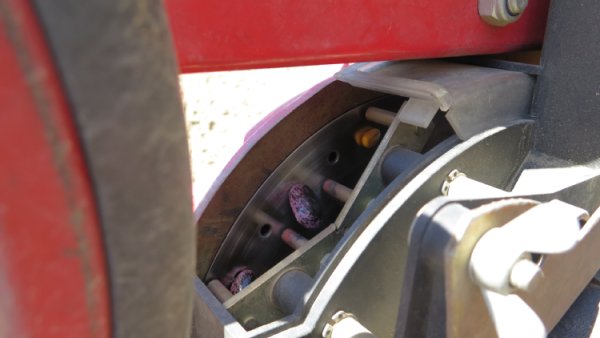 Foto einer Lochscheibe bei der Aussaat. Auf der Lochscheibe sind die angesaugten Samen von Mais und gro&szlig;en Bohnen zu sehen.