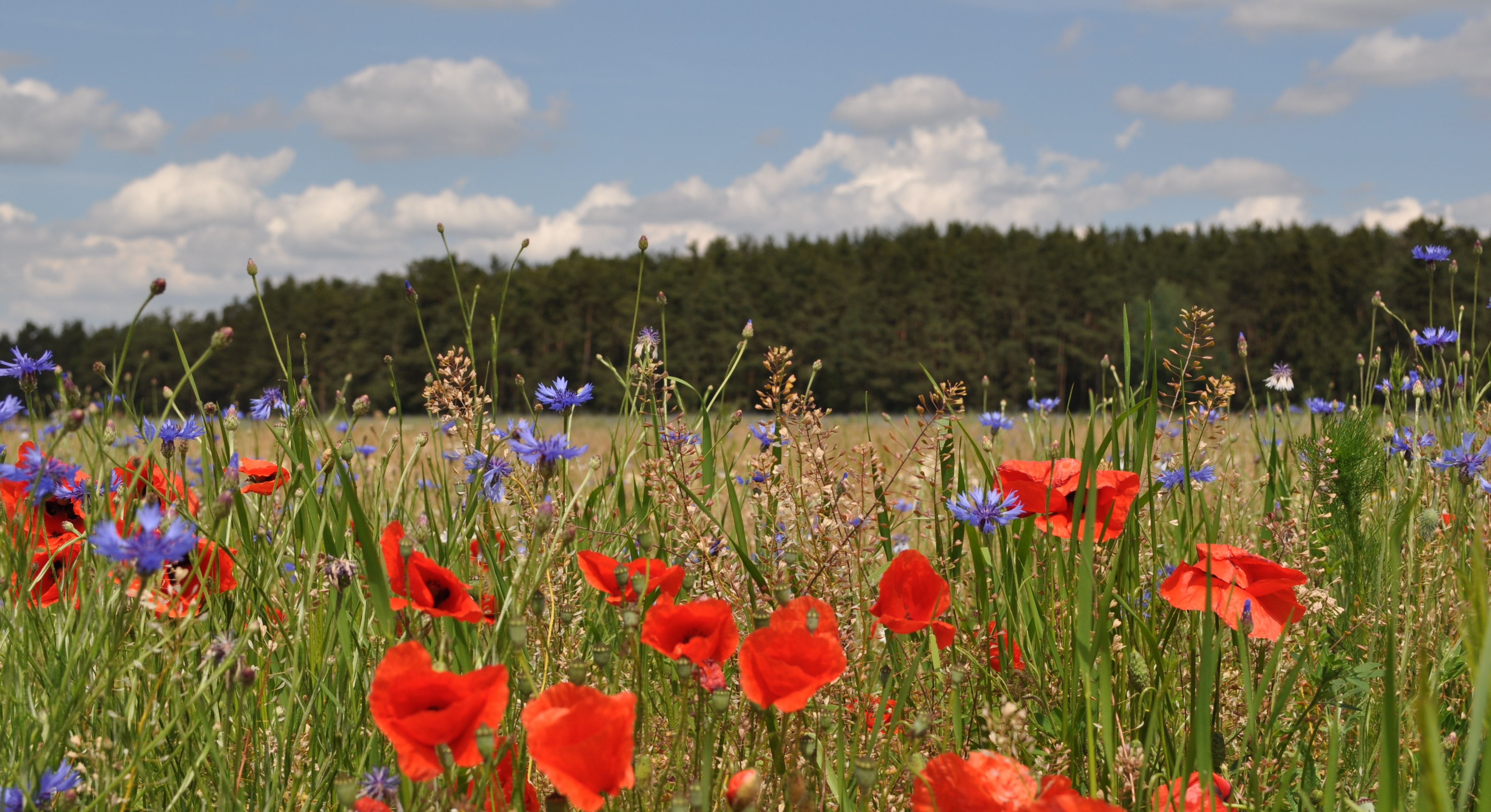Bild eines blühenden Ackerrandstreifen