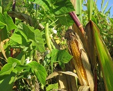 Rankende Bohnenpflanzen an Silomais