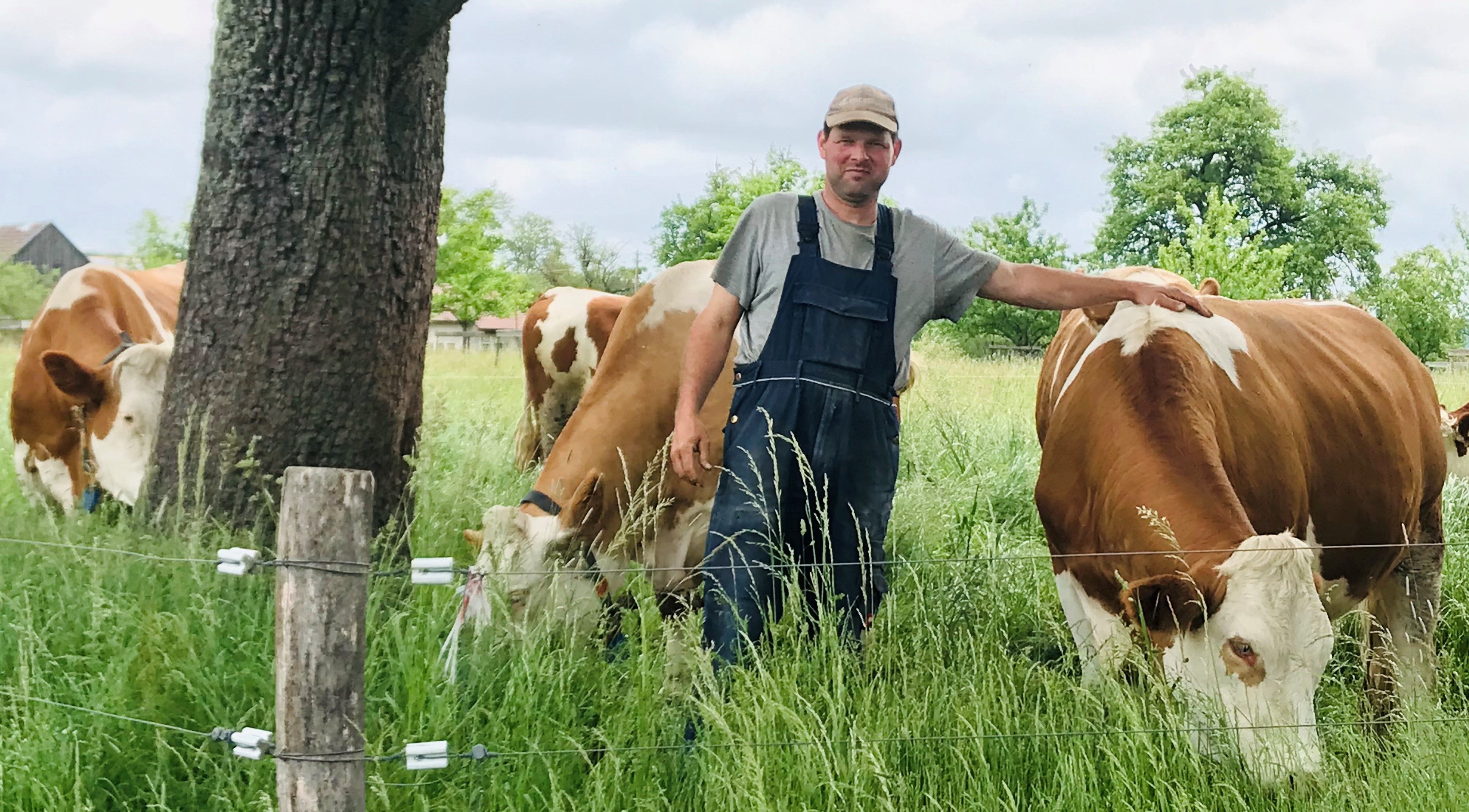 Oliver Herz mit Kühen auf der Weide